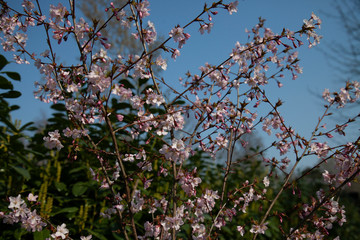 blooming cherry tree