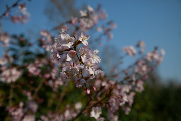 blooming cherry tree