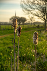 Lakeside bullrushes in the evening sun