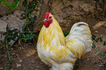 rooster on a farm