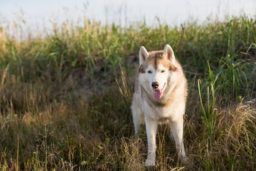 Beautiful siberian husky dog with brown eyes standing in the field near the sea at golden sunset