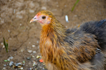 hen on a farm