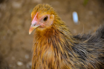 chicken on the farm