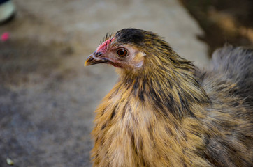 portrait of a hen