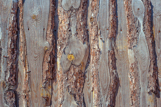 Wooden fence from rough pine planks attached vertical one on one. Horizontal wood texture