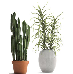 Cereus cactus in pot	