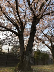 Obraz premium 夕日と桜
