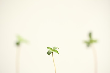 seeds skin hemp plant. medical cannabis growing. young marijuana leaves