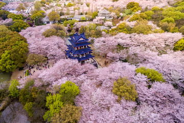 Cherry blossoms forest photographed by UAV, at Wuxi.