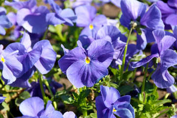 Fototapeta na wymiar Pansy is a amazing flower and its colour combination is great. Viola tricolor var. hortensis. Viola Wittrockianna (Pansy). beautiful multi-colored flowers pansies.
