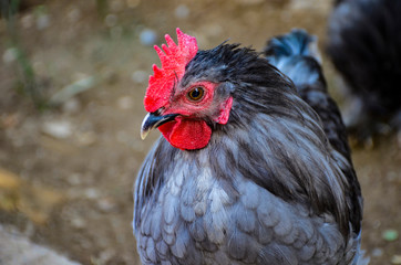 portrait of a rooster