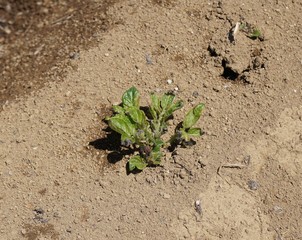 ジャガイモの発芽