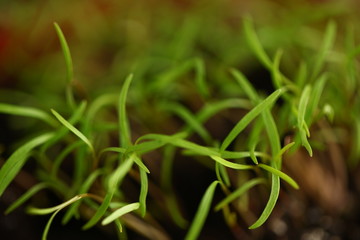 green dill sprouts