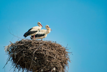 two white storks (ciconia ciconia) are standing in the nest