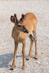 Vertical view of young male white-tailed deer with short antlers standing in gravel staring to its left in the early morning light, Port-Menier, Anticosti, Quebec, Canada
