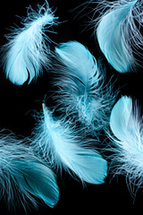 Obraz premium background with blue bright lightweight feathers isolated on black