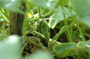 Растения цветы  трава грибы огурцы перец малина зелень