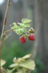 Растения цветы  трава грибы огурцы перец малина зелень
