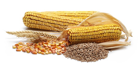 Dry ears of wheat and cob of corn with kernels and spelt grain isolated on white background