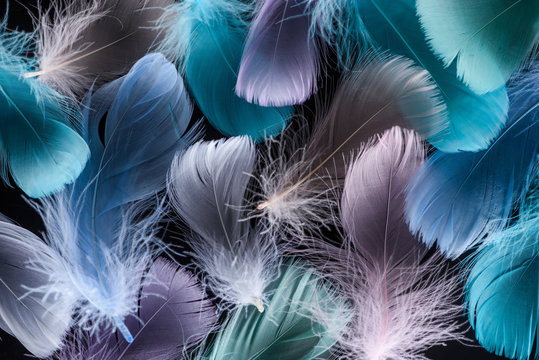 seamless background with light green, purple and blue feathers isolated on black