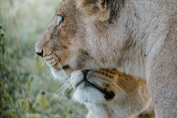 Fototapeta na wymiar two lions in Tanzania