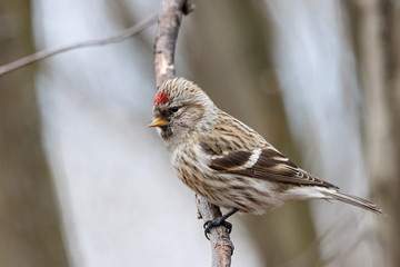 Common redpoll acanthis flammea female sitting on branch of bush. Cute northern little brown songbird with red cap. Bird in wildlife.