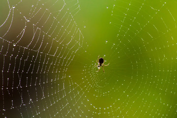 Spyder Web with drops