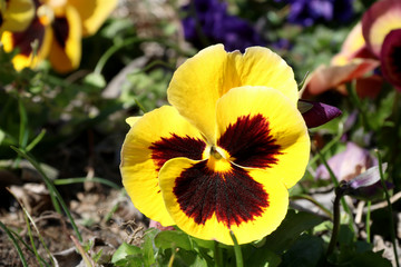 Pansy is a amazing flower and its colour combination is great. Viola tricolor var. hortensis. Viola Wittrockianna (Pansy). beautiful multi-colored flowers pansies.