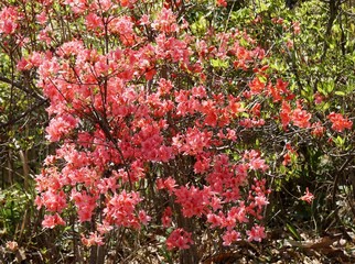 ツツジの花