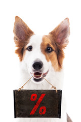 Süßer Hund hält eine Tafel mit einem % Prozent Zeichen, freigestellt vor Weiß