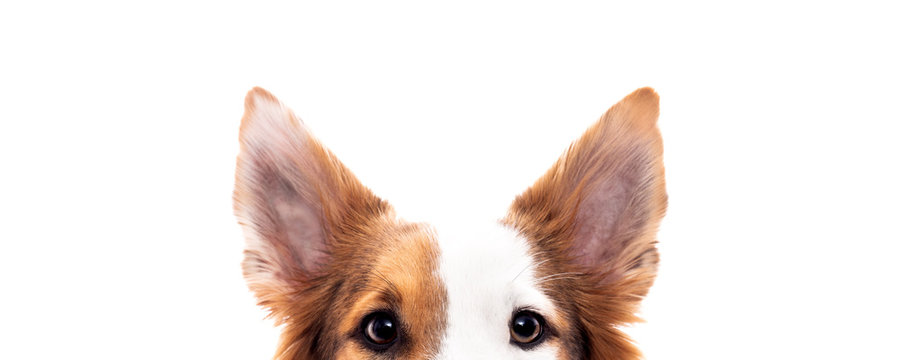 Panorama, Hund versteckt sich, Hintergrund Weiß, Augen und Ohren