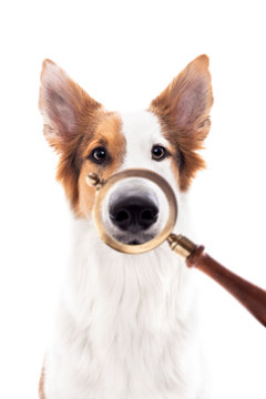 Lupe vor einem Hund, Vergr&ouml;&szlig;erung Nase, Konzept Suchhund, Sp&uuml;rhund und F&auml;hrtenhund