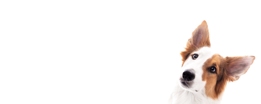 Banner, Hund Mischling schaut zur Seite, freigestellt vor Wei&szlig; mit Textfreiraum