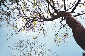 Look up view of tree and branches,blue sky