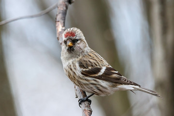 Common redpoll acanthis flammea female sitting on branch of bush. Cute northern little brown songbird with red cap. Bird in wildlife.
