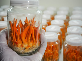 Cordyceps Militaris cultivation and harvesting using hand wearing hygienic gloves in organic farming.