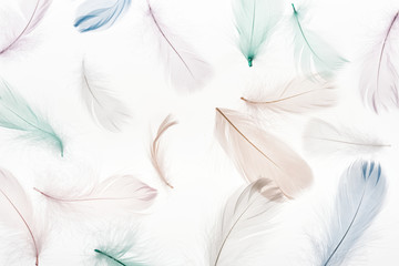 seamless background with multicolored light feathers isolated on white