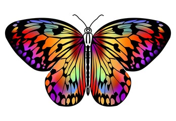 Butterfly drawing in vivid colors in black outline, isolated tropical butterfly on white background, decorative stylized design element, vector illustration