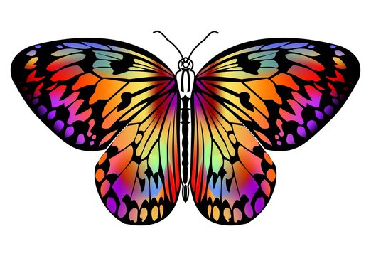 Butterfly drawing in vivid colors in black outline, isolated tropical butterfly on white background, decorative stylized design element, vector illustration