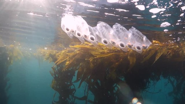 Close Up: Salp Jellyfish Floating At Water's Surface in Carmel, California
