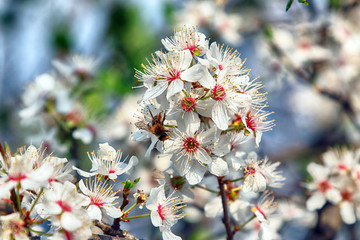 Blossom of Mirabelle plum, also known as mirabelle prune or cherry plum (Prunus domestica).