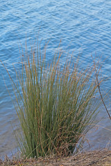 Ufer-Gras
