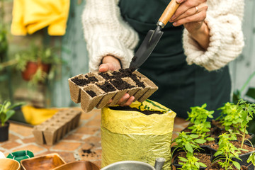 Planting seeds in Biodegradable pots