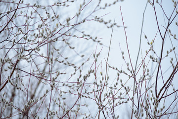 Easter willow close up.