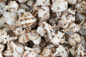 A lot of seashells close up