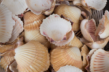 A lot of seashells close up