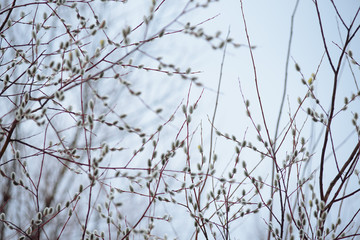 Easter willow close up.