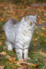 Naklejka na ściany i meble angry gray cat with orange eyes against the background of autumn foliage
