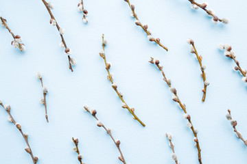 Fresh fluffy willow twigs pattern on light pastel blue background.