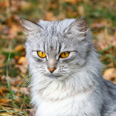 Naklejka na ściany i meble angry gray cat with orange eyes against the background of autumn foliage